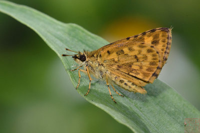 Ampittia dioscrorides camertes (The Common Bush Hopper)