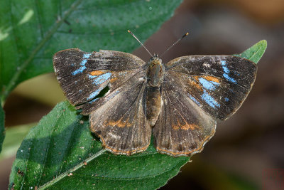 Poritia erycinoides trishna (The Blue Gem)