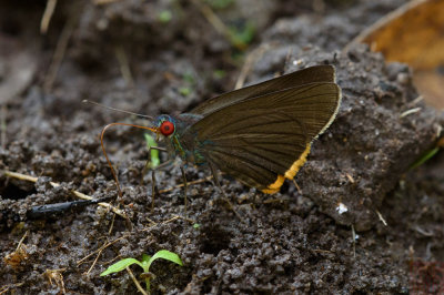 Matapa sasivarna (The Green-based Redeye)