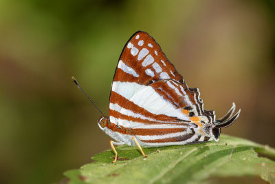 Dodona deodata deodata (The White Punch)