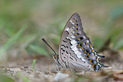 Charaxes solon sulphureus (The Black Rajah)