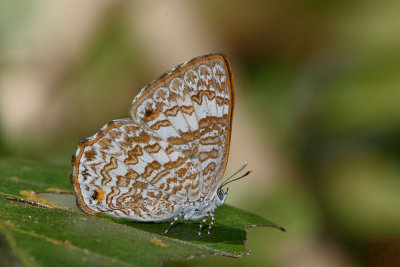 Poritia erycinoides trishna (The Blue Gem)