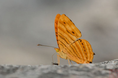 _LC07390x.jpg