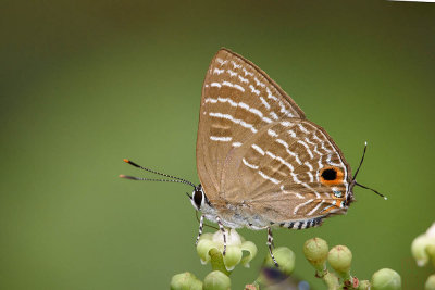 Virachola kessuma deliochus (The Pitcher Blue)