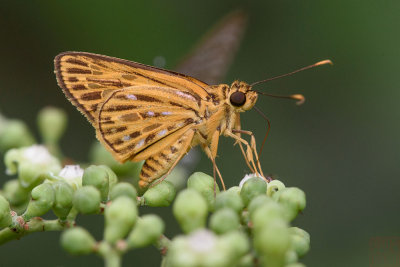 Pyroneura derna