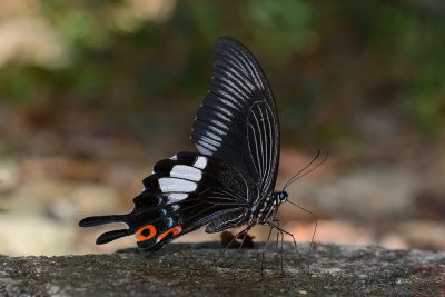 Papilio iswara iswara (The Great Helen)