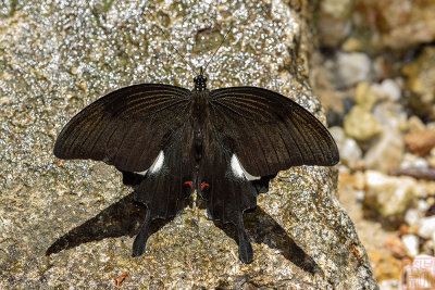 Papilio iswara iswara (The Great Helen)