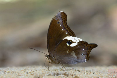 Neorina lowii neophyta(Malayan Owl)