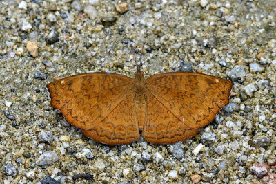 Ariadne merione ginosa (The Common Castor)