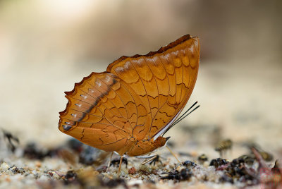 Charaxes distanti distanti (The Malay Rajah)