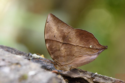 Zeuxidia doubledayi doubledayi (The Scarce Saturn)