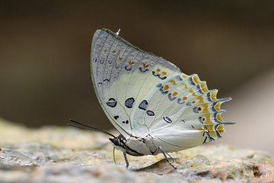 Polyura delphis concha (Jeweled Nawab)