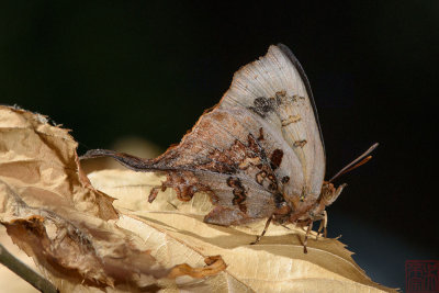 Cheritrella truncipennis (The Truncate Imperial)