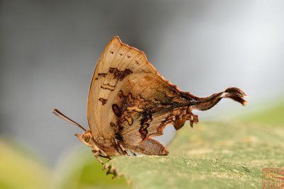 Cheritrella truncipennis (The Truncate Imperial)