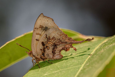 Cheritrella truncipennis (The Truncate Imperial)