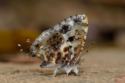 Catapaecilma major albicans (The Gray Tinsel)