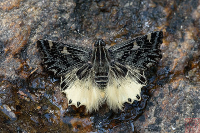 Darpa hanria (The Hairy Angle)