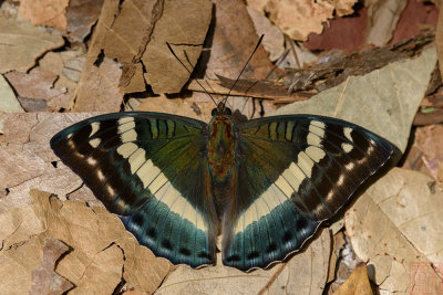 Euthalia franciae raja (French Duke)