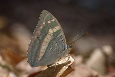 Euthalia franciae raja (French Duke)