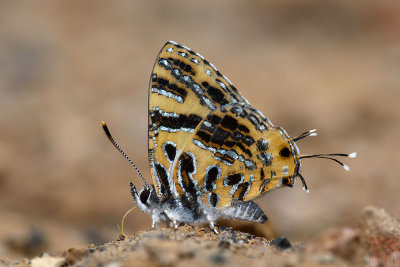 Catapaecilma subochrea (The Yellow Tinsel)