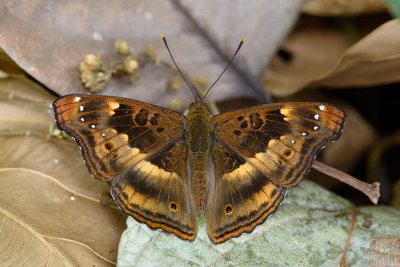 Rohana parvata burmana (The Brown Prince)