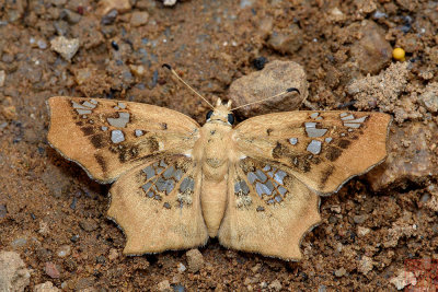 Ctenoptilum vasava vasava (Tawny Angle)
