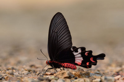Atrophaneura adamsoni (The Adomson's Rose)