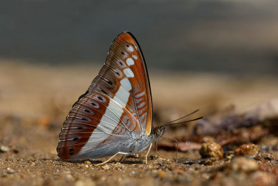 Sumalia daraxa daraxa (The Green Commodore)