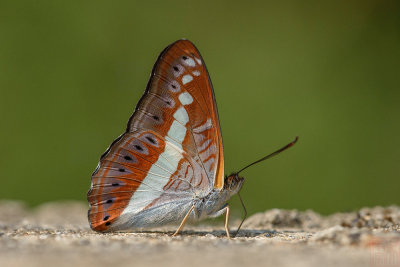 Sumalia daraxa daraxa (The Green Commodore)