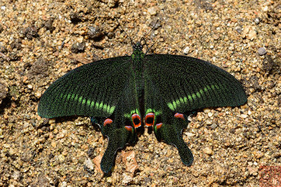 Papilio arcturus arcturus (The Blue Peacock)
