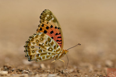 Argyreus hyperbius hyperbius (Indian Fritillary)