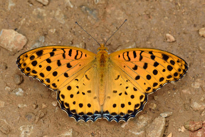 Argyreus hyperbius hyperbius (Indian Fritillary)