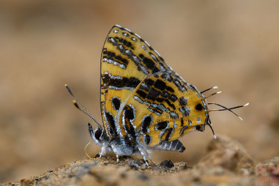 Catapaecilma subochrea (The Yellow Tinsel)