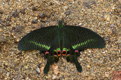Papilio arcturus arcturus (The Blue Peacock)