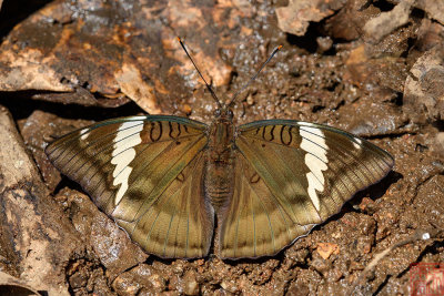 Euthalia phemius phemius (The White-edged Blue Baron)