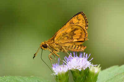 Potanthus ganda - female