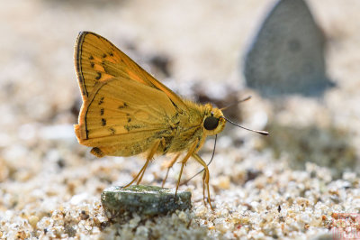 Telicota besta - male