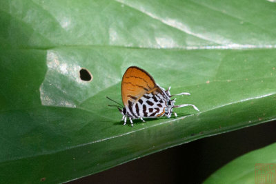 Drupadia rufotaenia rufotaenia (Pygmy Posy)