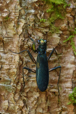 Metallyticus splendidus