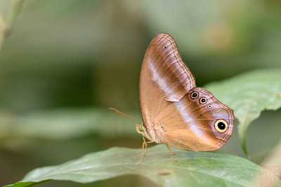 Coelites euptychioides humilis (The Restricted Catseye)