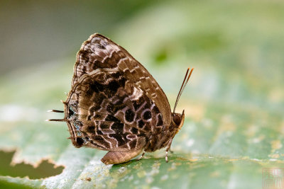 Arhopala abseus abseus