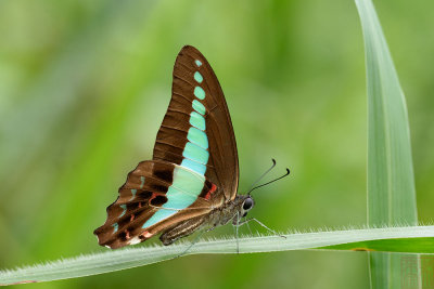 Graphium sarpedon luctatius(Common Bluebottle)