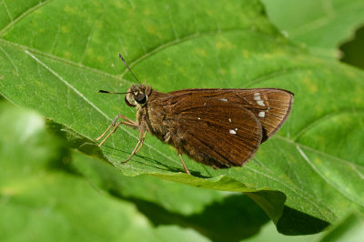 Pelopidas assamensis - female