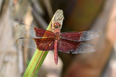 Camacinia gigantea (The Sultan)