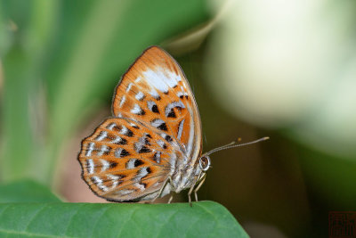 Taxila haquinus haquinus (Harlequin) - Female