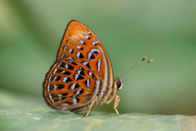 Taxila haquinus haquinus (Harlequin)