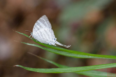 Neomyrina nivea periculosa (The White Imperial)