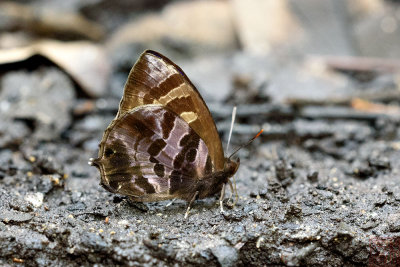 Flos fulgida singhapura (The Shining Plushblue)