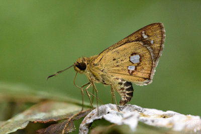 Scobura isota (The Swinhoe's Forest Bob)