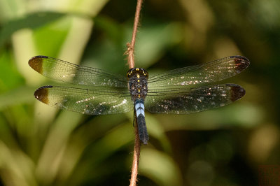 Cratilla metallica